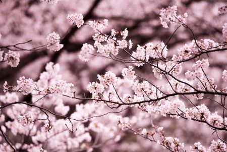 Prunus Yedoensis Leaf Extract, derived from the leaves of the Yoshino cherry tree, is a natural ingredient that contains flavonoids and phenolic acids, which help calm and relieve skin irritation.